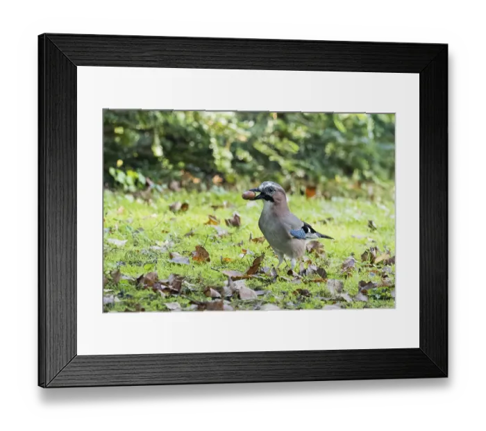 Framed Print : A jay (Garrulus glandarius) carries an acorn across the grassy clearing in soft morning light