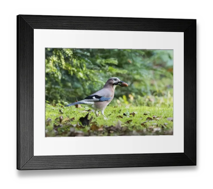 Framed Print : Eurasian Jay (Garrulus glandarius) with acorn walks through autumn grass in front of gentle bokeh Framed Print : Eurasian Jay (Garrulus glandarius) with acorn walks through autumn grass in front of gentle bokeh