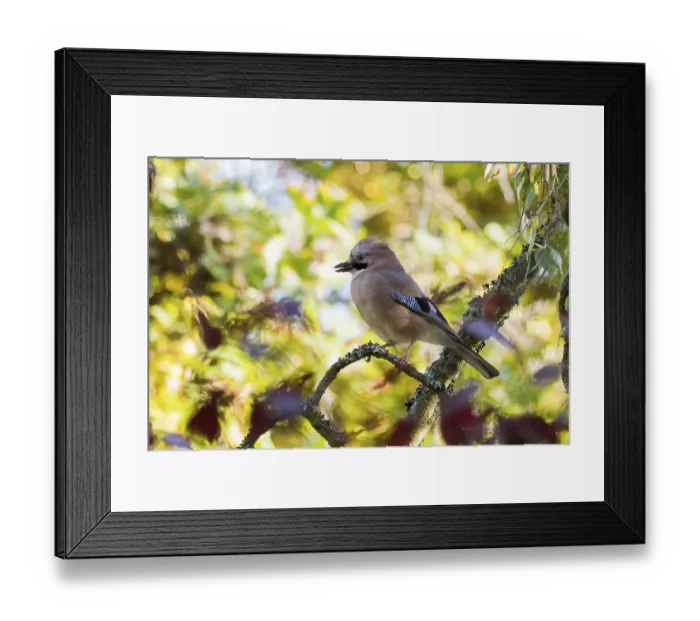 Framed Print : Eurasian Jay (Garrulus glandarius) on lichen-covered branch in warm autumn colors