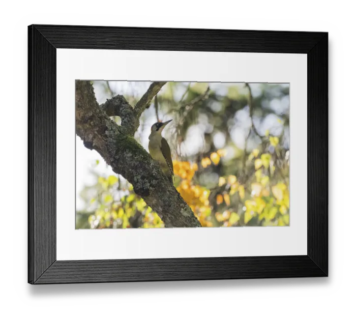 Framed Print : A green woodpecker (Picus viridis) on a mossy trunk in filtered autumn light Framed Print : A green woodpecker (Picus viridis) on a mossy trunk in filtered autumn light