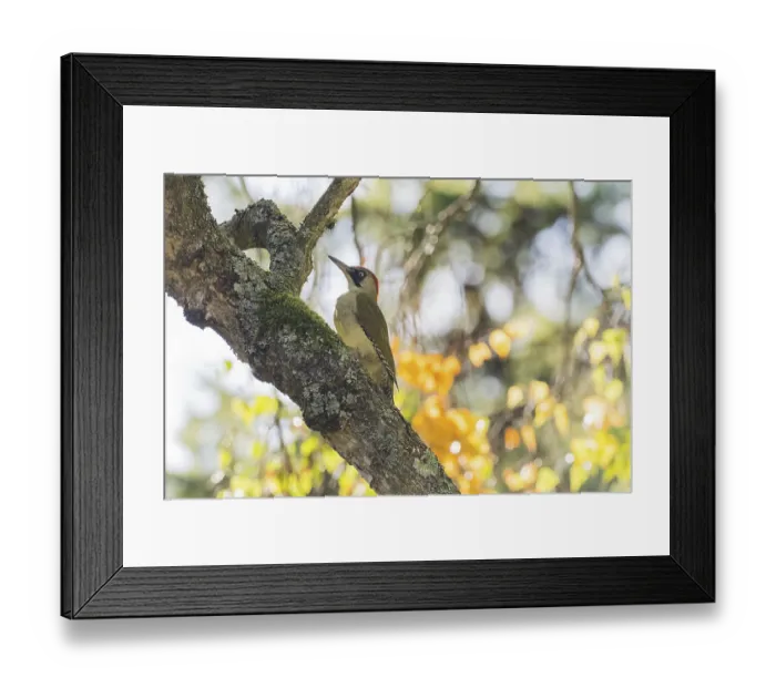 Framed Print : Green woodpecker (Picus viridis) on mossy trunk