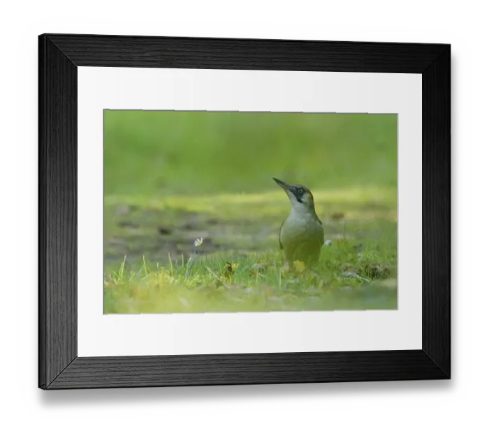 Framed Print : A green woodpecker (Picus viridis) stands in the grass next to a daisy surrounded by soft greenery