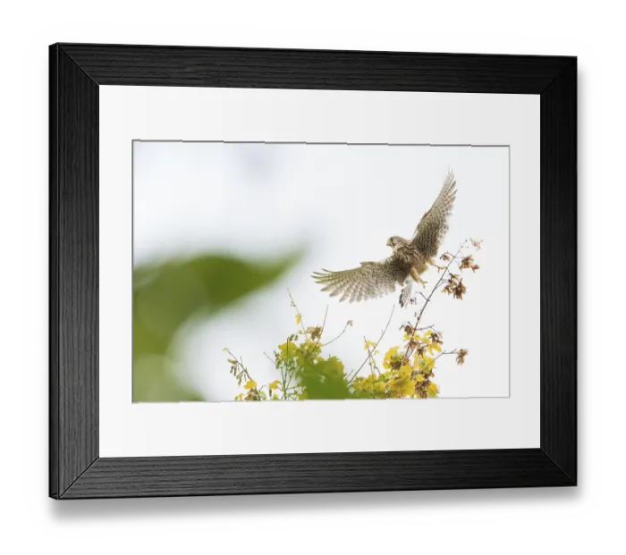 Framed Print : A Common Kestrel (Falco tinnunculus) flies over autumn trees in bright skies Framed Print : A Common Kestrel (Falco tinnunculus) flies over autumn trees in bright skies