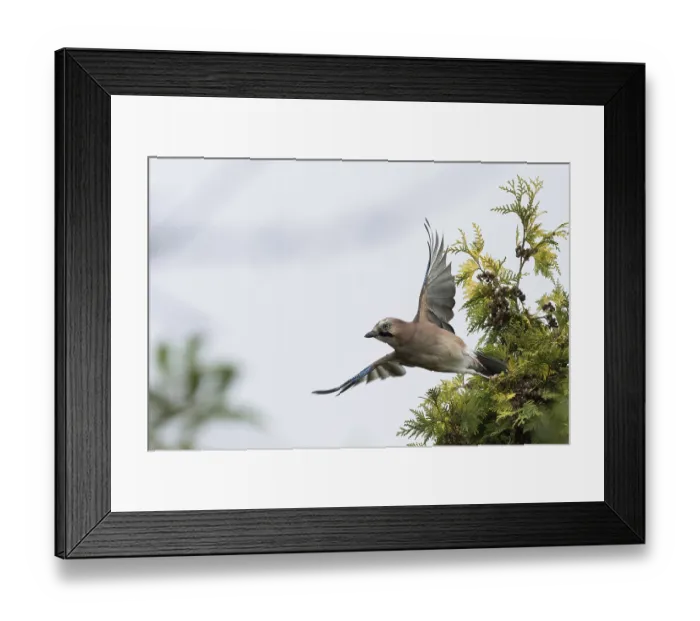 Framed Print : A jay (Garrulus glandarius) with spread wings flies off the branch of a yew tree (Taxus baccata)