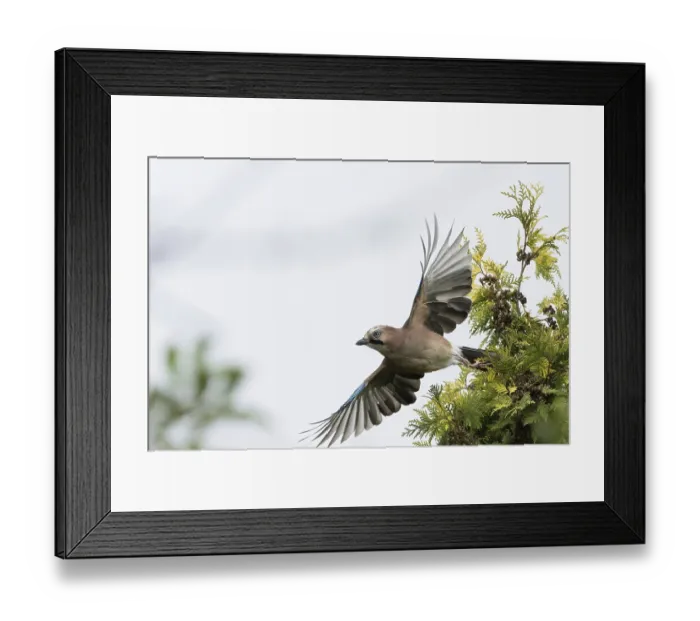 Framed Print : A jay (Garrulus glandarius) flies off the branch of a yew (Taxus baccata)