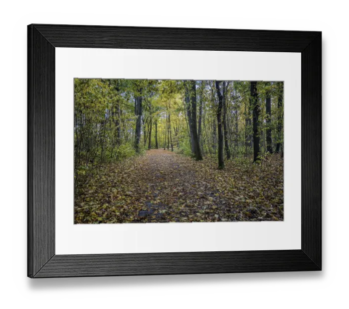 Framed Print : A path in the forest surrounded by tall trees that glow in warm colors in autumn Framed Print : A path in the forest surrounded by tall trees that glow in warm colors in autumn