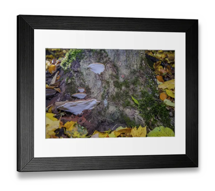 Framed Print : A tree trunk in the forest shows mushrooms and moss