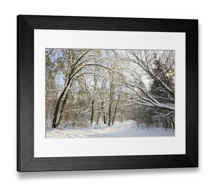 Framed Print : Trees covered with snow in frozen winter forest