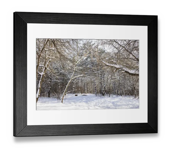 Framed Print : Trees covered with snow in frozen winter forest Framed Print : Trees covered with snow in frozen winter forest
