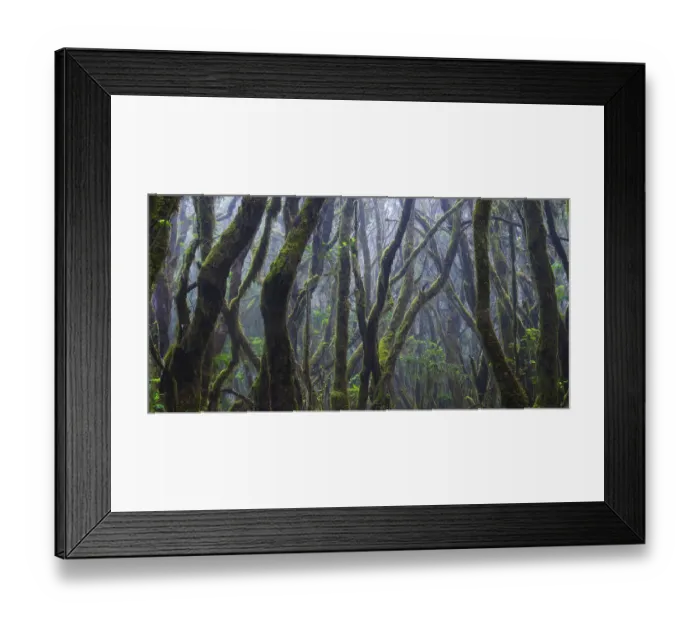 Framed Print : Cloud forest in Garajonay National Park
