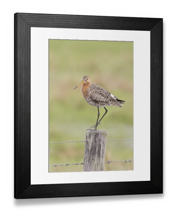 Framed Print : Blacktail (Limosa limosa), sitting room Framed Print : Blacktail (Limosa limosa), sitting room