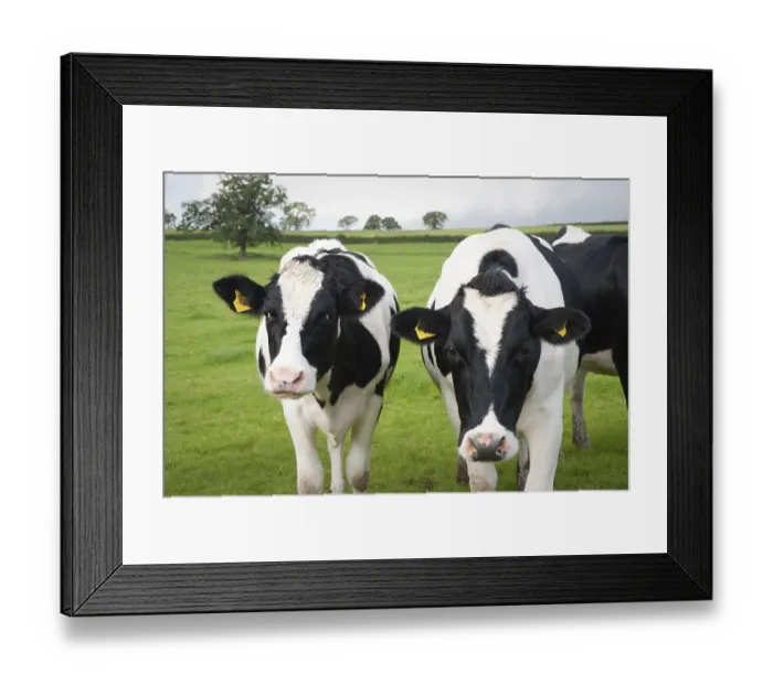 Framed Print : Dairy farm cows in Wiltshire, UK