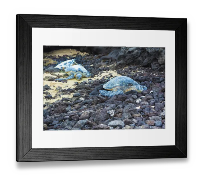Framed Print : Three green sea turtles resting on a volcanic black sand beach in Hawaii Framed Print : Three green sea turtles resting on a volcanic black sand beach in Hawaii