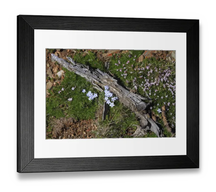Framed Print : Purple wildflowers blooming in summer in the mountains