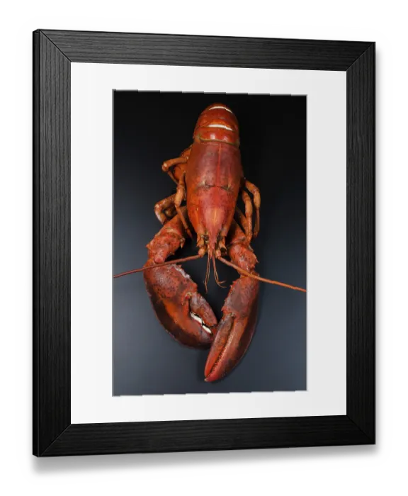 Framed Print : Cooked lobster on dark background Framed Print : Cooked lobster on dark background