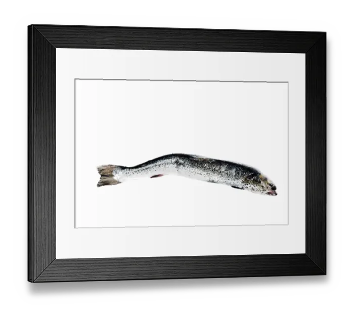 Framed Print : Sea trout isolated on white background