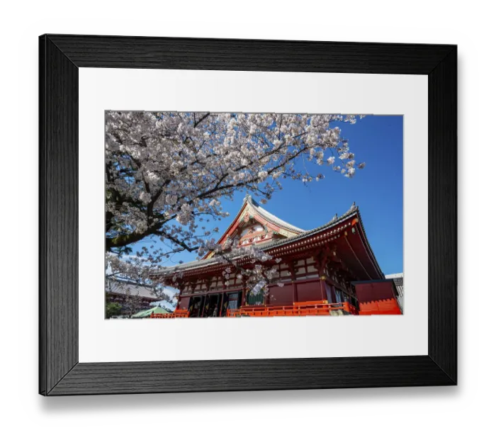 Framed Print : Cherry Blossoms and Red Temple