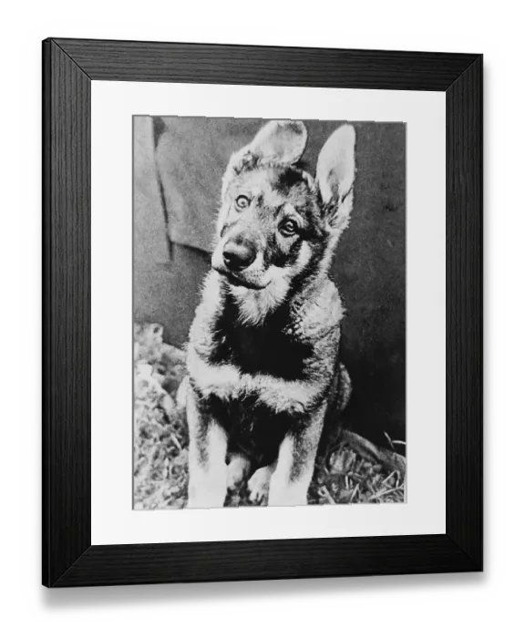 Framed Print : A vintage soviet photo of a domestic shepherd dog Framed Print : A vintage soviet photo of a domestic shepherd dog