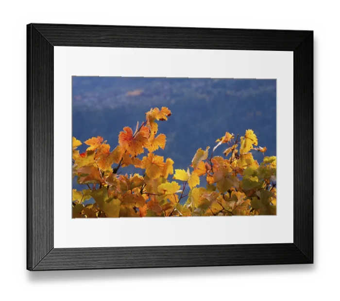 Framed Print : Vibrant vine leaves reddish and yellow