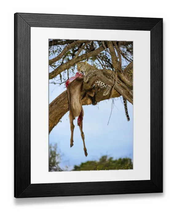 Framed Print : Leopard (Panthera pardus) eats captured striped gnu Framed Print : Leopard (Panthera pardus) eats captured striped gnu