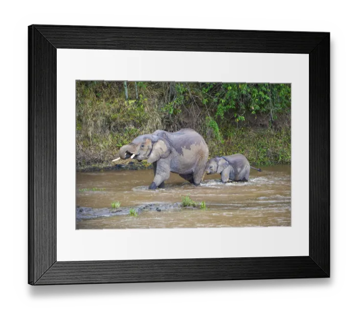 Framed Print : African elephants (Loxodonta africana)