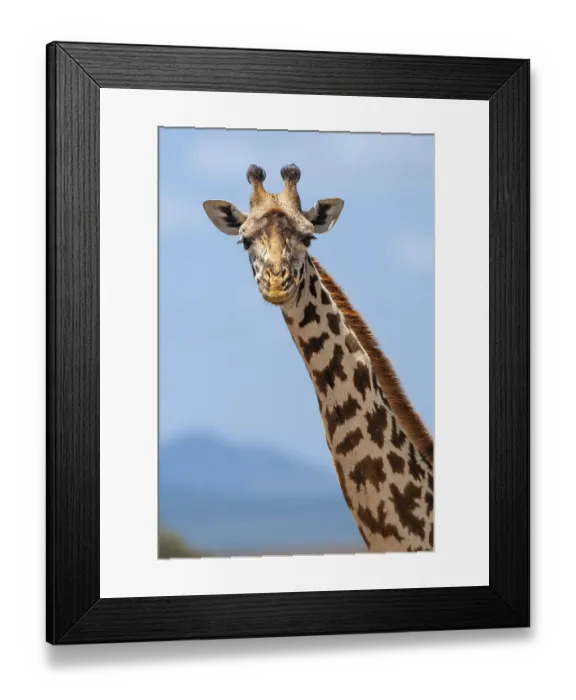 Framed Print : Maasai giraffe (Giraffa camelopardalis tippelskirchi)