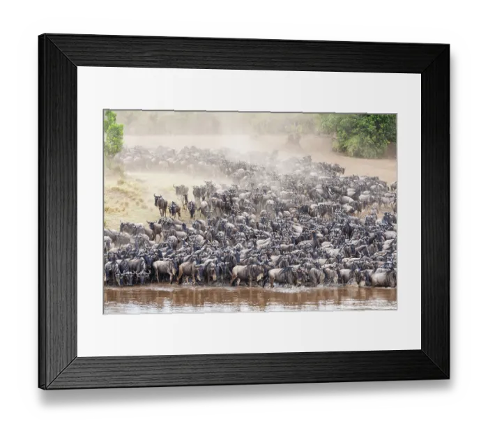 Framed Print : Striped wildebeest (Connochaetes taurinus)