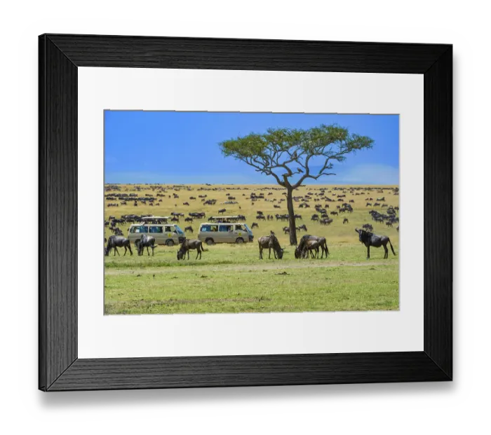 Framed Print : Wildebeest (Connochaetes taurinus)