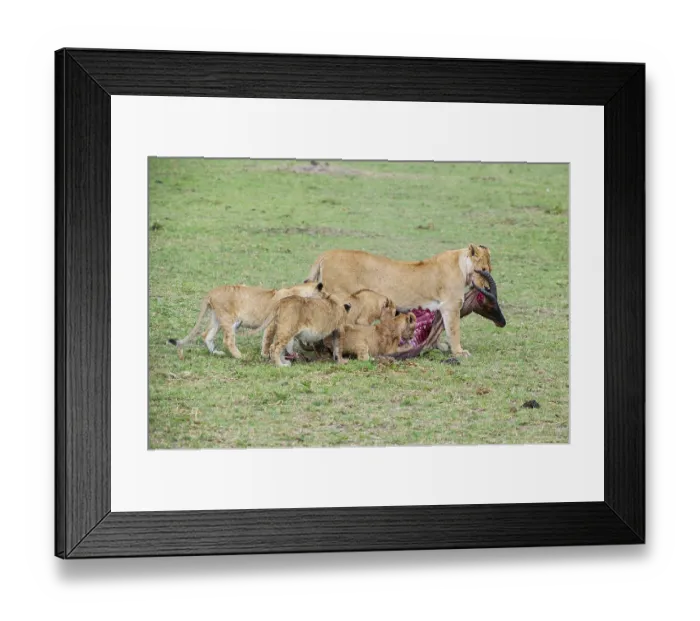 Framed Print : Lion (Panthera leo), lion family eats captured topi (Damaliscus lunatus)