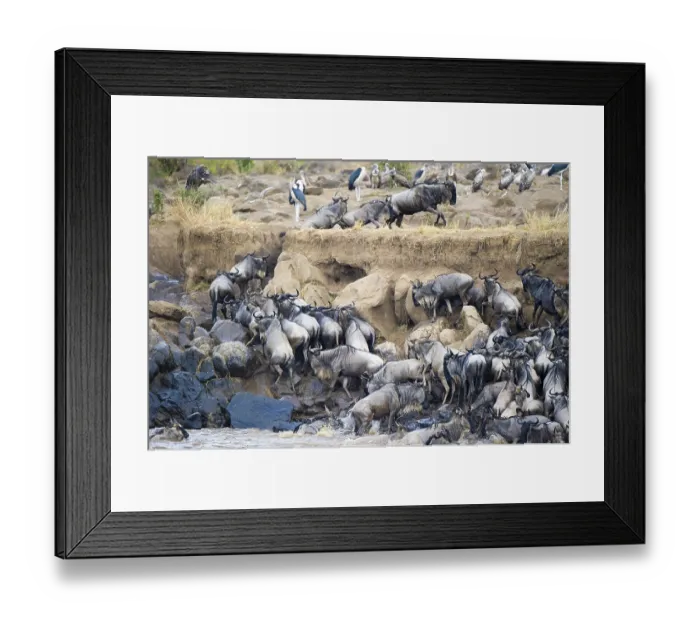 Framed Print : Striped wildebeest (Connochaetes taurinus) Framed Print : Striped wildebeest (Connochaetes taurinus)