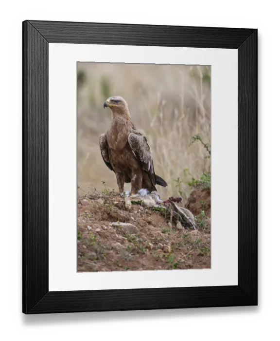 Framed Print : Predatory eagle or savanna eagle (Aquila rapax)