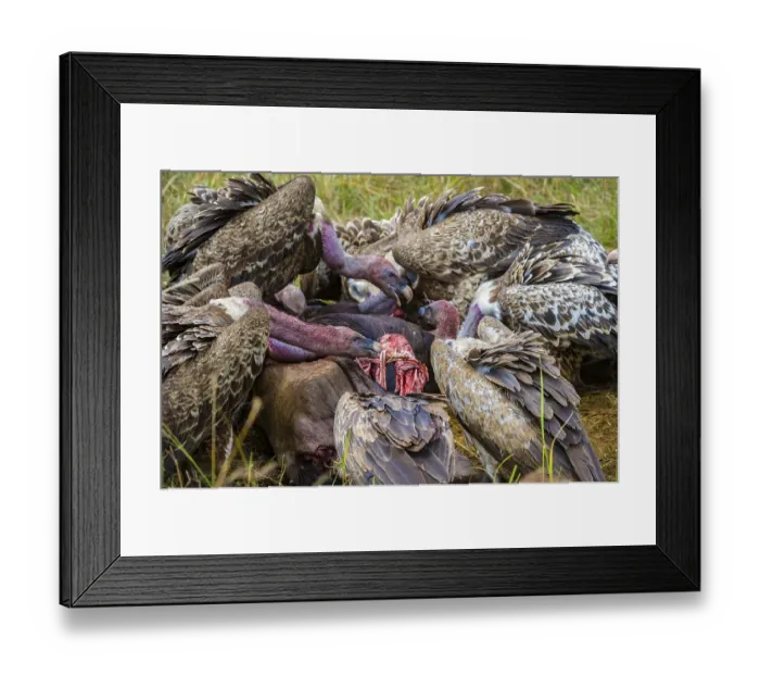 Framed Print : Sparrowhawk vultures (Gyps ruppellii) eat carrion