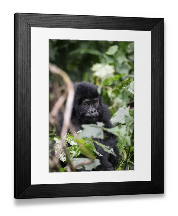 Framed Print : Mountain gorilla (Gorilla beringei beringei)