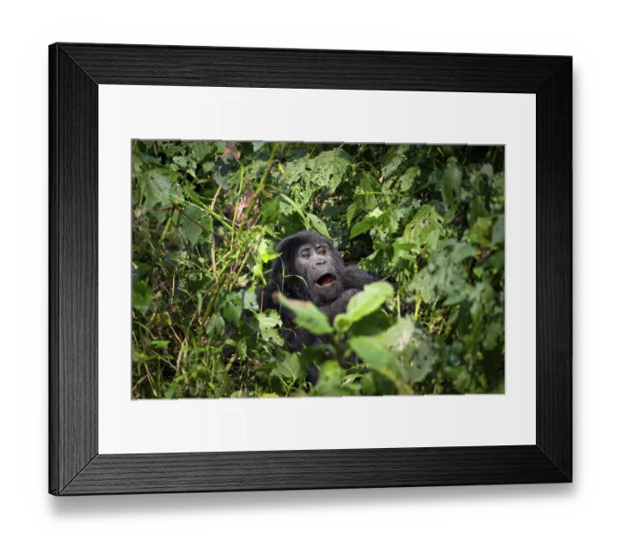 Framed Print : Mountain gorilla (Gorilla beringei beringei)