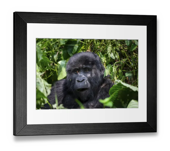 Framed Print : Mountain gorilla (Gorilla beringei beringei) Framed Print : Mountain gorilla (Gorilla beringei beringei)