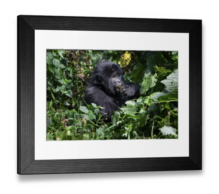 Framed Print : Mountain gorilla (Gorilla beringei beringei)