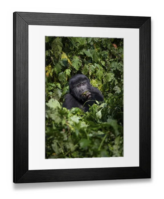 Framed Print : Mountain gorilla (Gorilla beringei beringei)