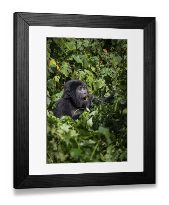 Framed Print : Mountain gorilla (Gorilla beringei beringei) Framed Print : Mountain gorilla (Gorilla beringei beringei)
