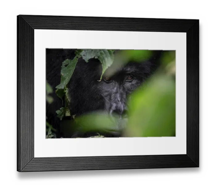 Framed Print : Mountain gorilla (Gorilla berengei berengei)