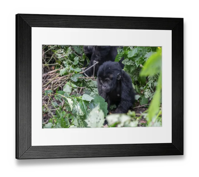 Framed Print : Young animal, mountain gorilla (Gorilla berengei berengei) Framed Print : Young animal, mountain gorilla (Gorilla berengei berengei)
