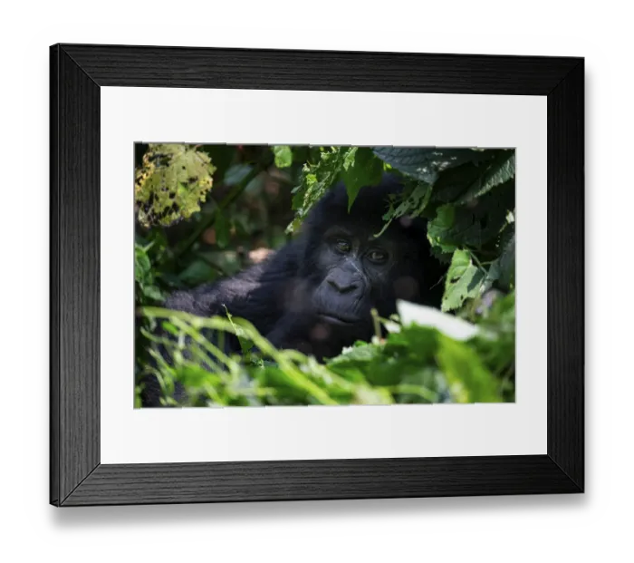 Framed Print : Mountain gorilla (Gorilla berengei berengei) Framed Print : Mountain gorilla (Gorilla berengei berengei)