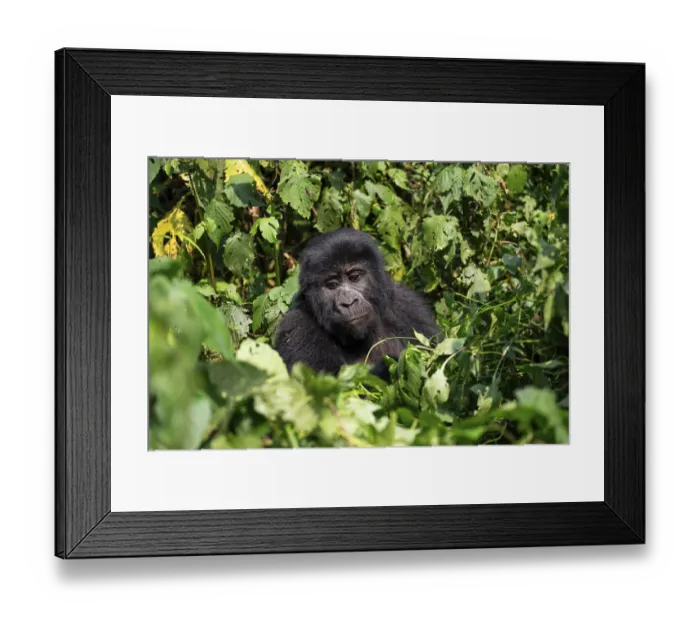 Framed Print : Mountain gorilla (Gorilla berengei berengei) Framed Print : Mountain gorilla (Gorilla berengei berengei)