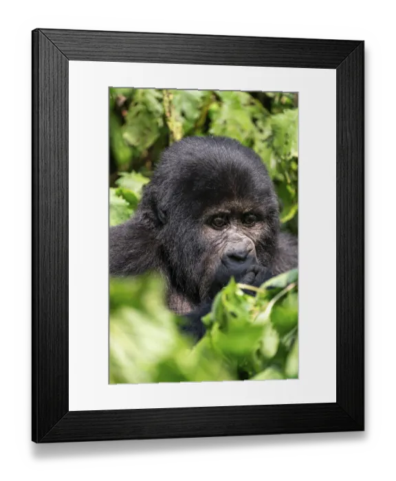 Framed Print : Mountain gorilla (Gorilla berengei berengei)
