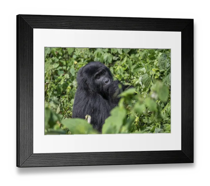Framed Print : Mountain gorilla (Gorilla berengei berengei) Framed Print : Mountain gorilla (Gorilla berengei berengei)