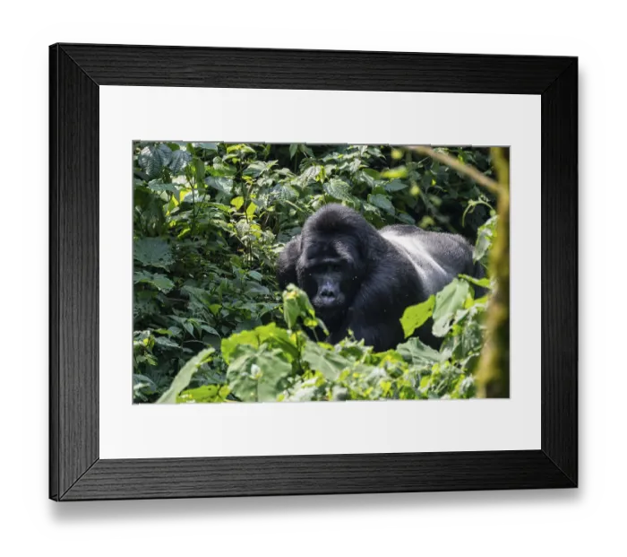 Framed Print : Silverback, mountain gorilla (Gorilla berengei berengei) Framed Print : Silverback, mountain gorilla (Gorilla berengei berengei)