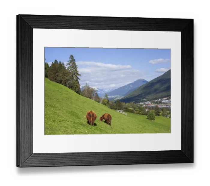 Framed Print : Highland cattle graze on pasture in the background Karwendel and Patscherkofel Framed Print : Highland cattle graze on pasture in the background Karwendel and Patscherkofel
