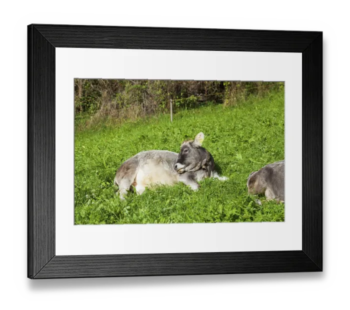 Framed Print : Cow lying on pasture, Neustift im Stubai Valley Framed Print : Cow lying on pasture, Neustift im Stubai Valley