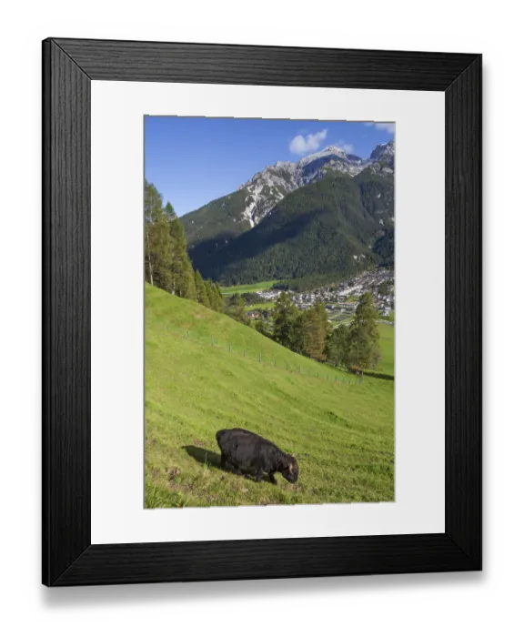 Framed Print : Cow grazing on pasture in the background of Mount Serles