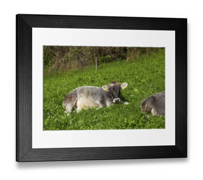 Framed Print : Cow lying on pasture, Neustift im Stubai Valley