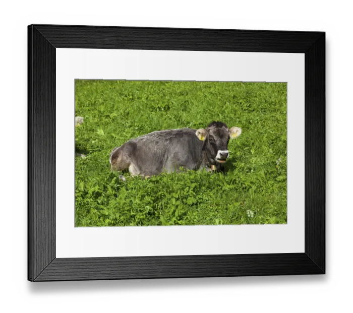 Framed Print : Cow lying on pasture, Neustift im Stubai Valley